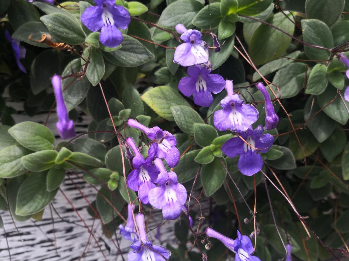 Lily Homestay Barrington Square Cameron Highlands. ブリンチャン エクステリア 写真